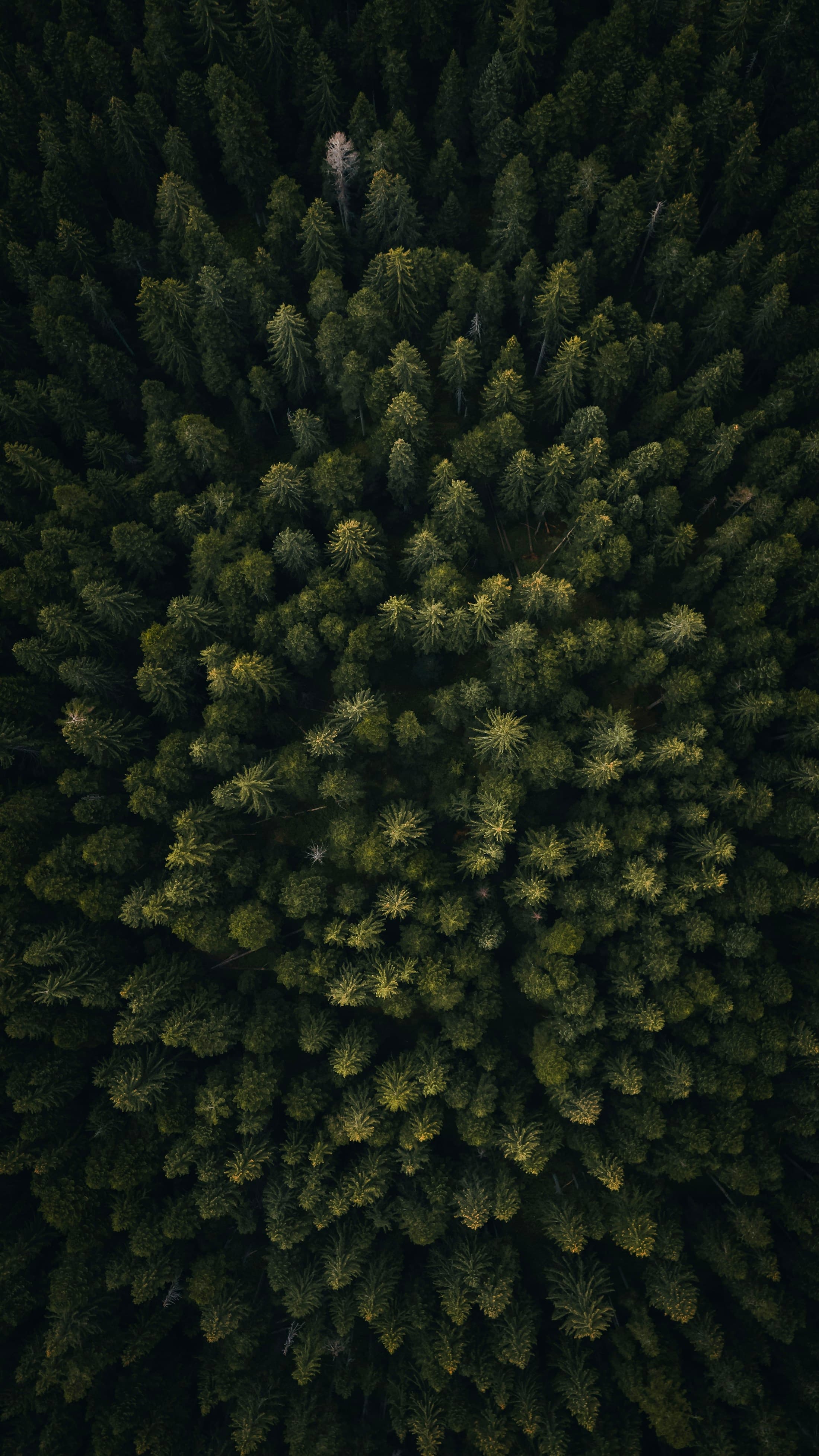 Vue aérienne d’une forêt dense, territoire de connaissances et de rencontres.